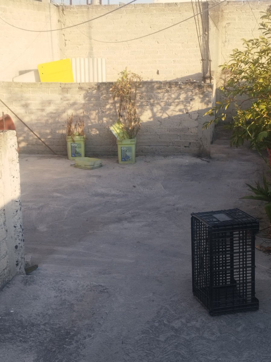 VIBRAmascotas's tweet image. Amigos necesitamos muchísima ayuda para poder acondicionar este lugar para los rescatados. 
Ya vamos a la mitad , nos faltan 10,000 pesos  🙏🏽🙏🏽ayuda a los perritos donando cualquier cantidad 🙏🏽🙏🏽🙏🏽
#todosuma #cadenaDeAyuda #patitaDeAyuda #rt #dona #Comparte
Banco Azteca 
Diana…