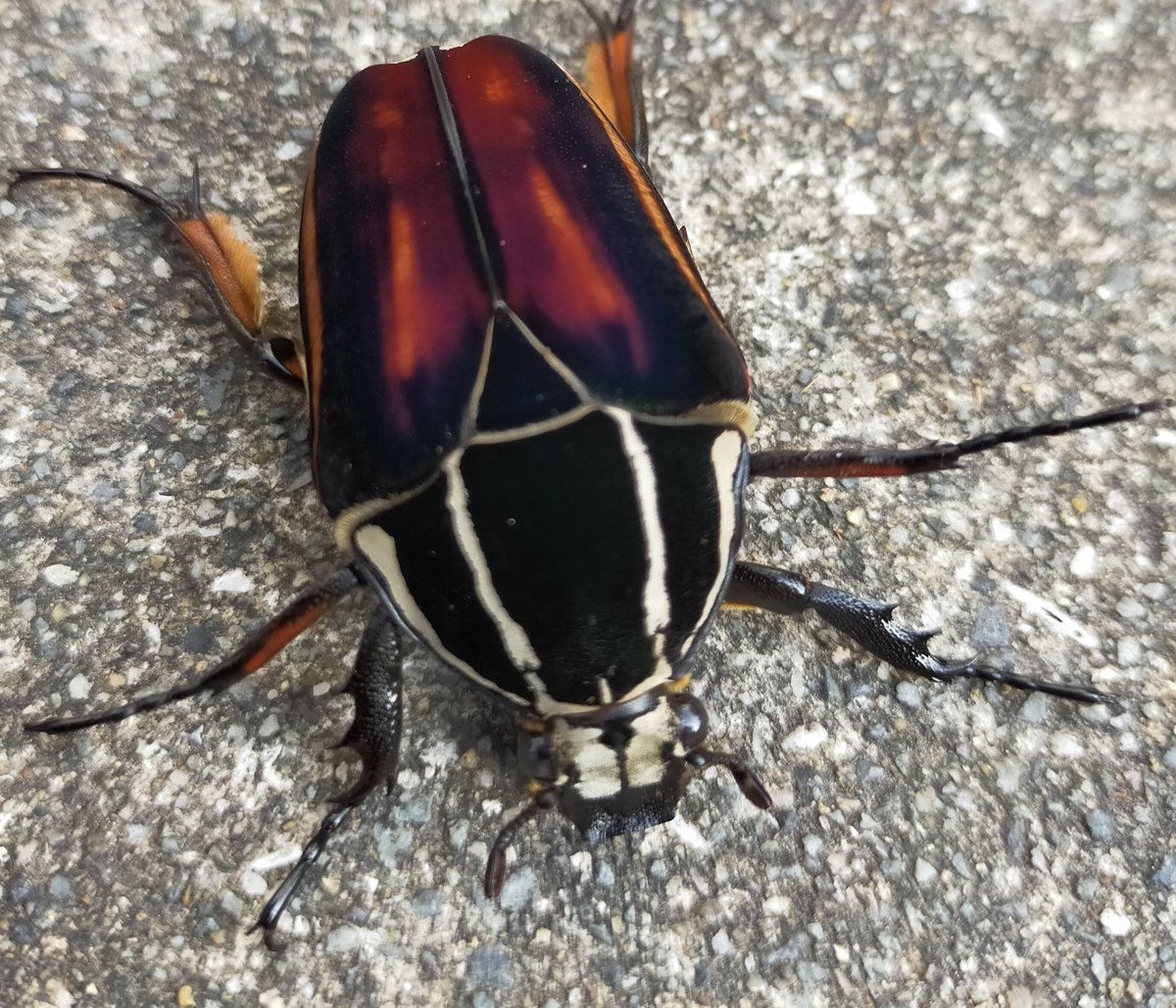 y_insect22's tweet photo. ウガンデンシス今回はこの♀を使用。

#ウガンデンシス
#Y's insect correction
#クワガタ虫
#カブト虫
#NetShop
#beetle
#stag beetle https://t.co/x7yEIN6NWE