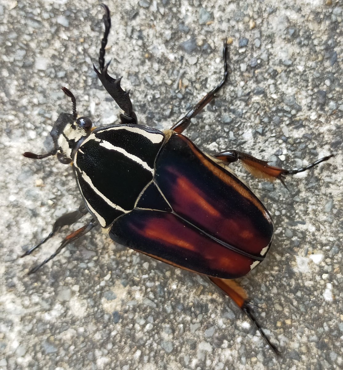 y_insect22's tweet photo. ウガンデンシス今回はこの♀を使用。

#ウガンデンシス
#Y's insect correction
#クワガタ虫
#カブト虫
#NetShop
#beetle
#stag beetle https://t.co/x7yEIN6NWE