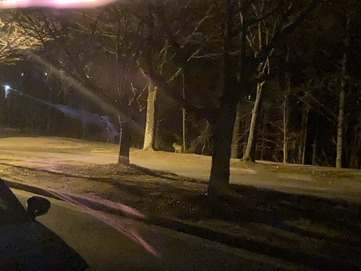 katthefennec's tweet image. Free sidewalk dog