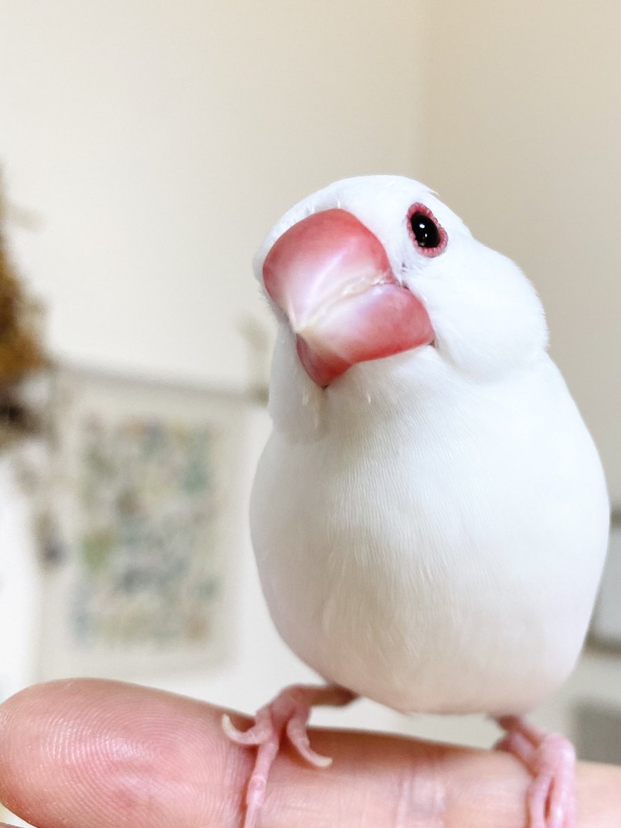 うどん&おでん&こんぶ🎀2y&0y👶 (@udonchan0401) on Twitter photo 🍲やぁ。8歳になったぼくやで。 🍲やぁ。8歳になったぼくやで。