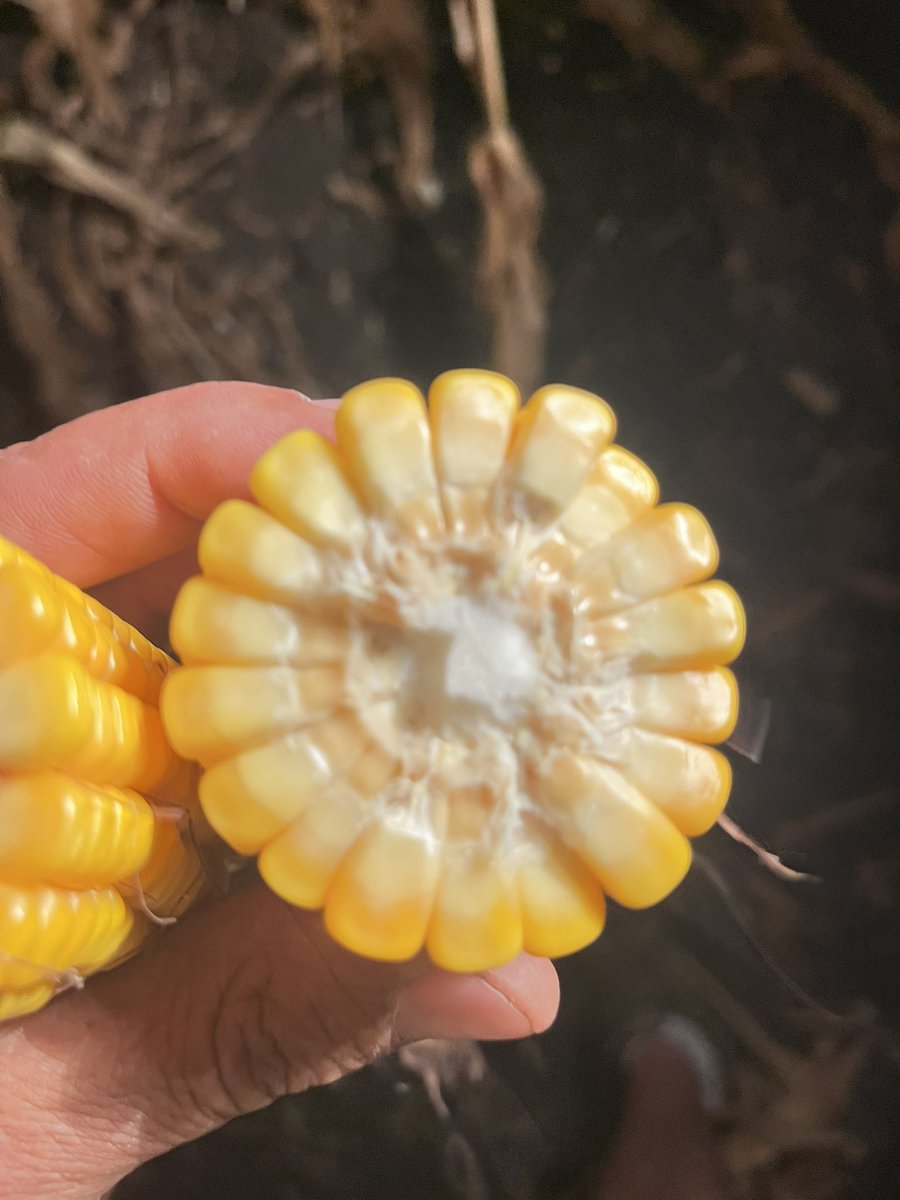 Fabian Hernández tweet media