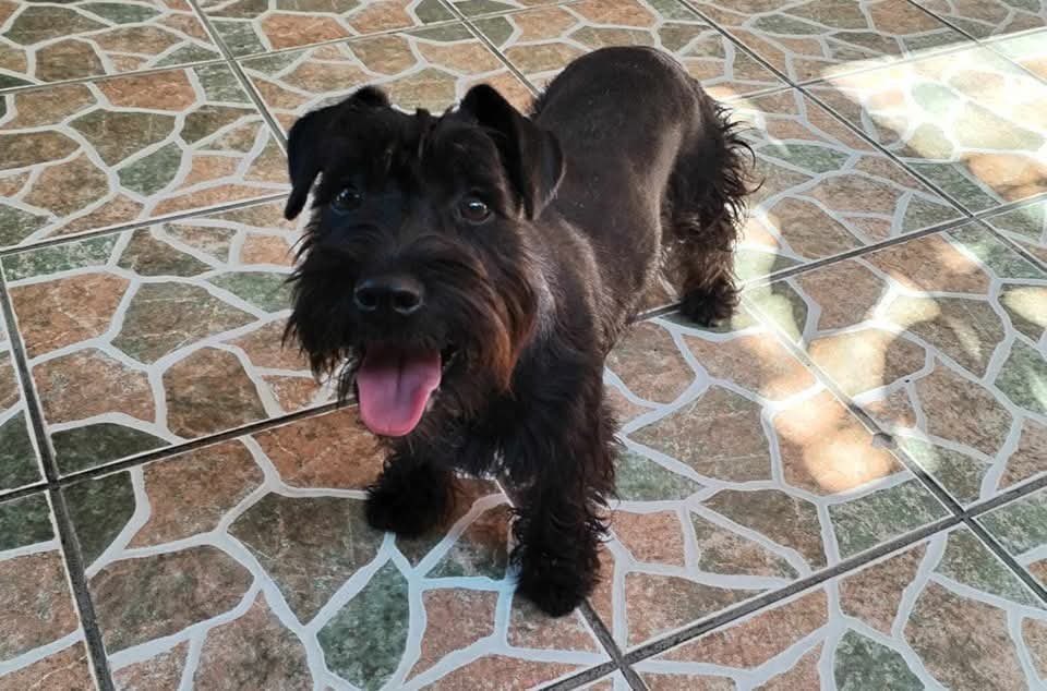 ‼️SE BUSCA A LOS DUEÑOS DE ÉSTA PERRITA ‼️

Ella fue encontrada en la zona de Villa Arizona #SantaAna cerca del café "Piromano".
Los dueños pueden comunicarse al número 7445-9775.

Por favor ayúdennos a compartir.

#CasaRolyAyudaALaComunidad
#AnimalLivesMatterToo