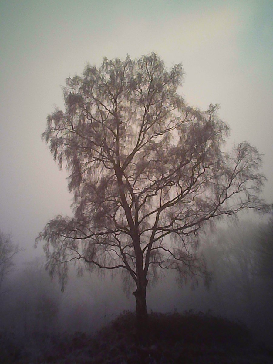 MatthewShute's tweet photo. Through the veil of a misty winter's day
I met with a vision which nothing can replace
The spectral tree emerged amid the grey
Both of us were lost in the frosty fog's embrace
#FogFriday #TreeClub 
🩶 🌳 🤎 🩶 https://t.co/Ushrm7fmmZ