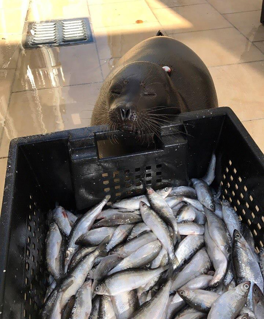 mene_seal's tweet photo. Do you think this is like heaven for them https://t.co/EJpBUigrKq