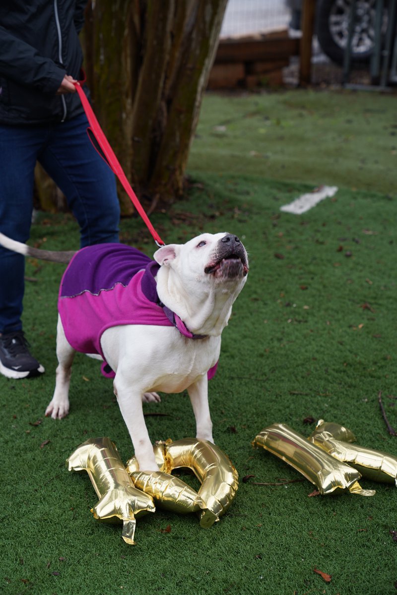 Austin Pets Alive! tweet media
