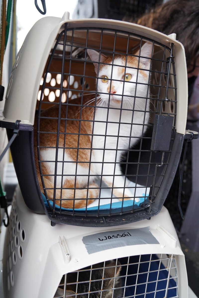 Austin Pets Alive! tweet media