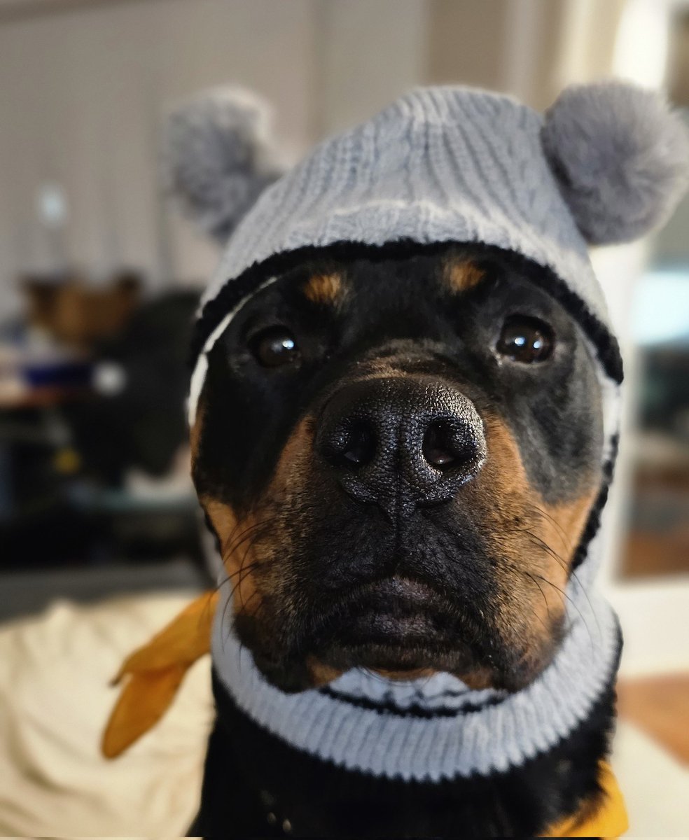 Team Servicerottie🇨🇦🐕‍🦺🦽 tweet media