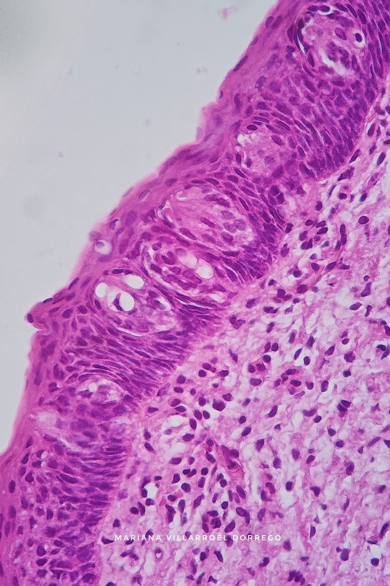 Reportes Villarroel tweet media