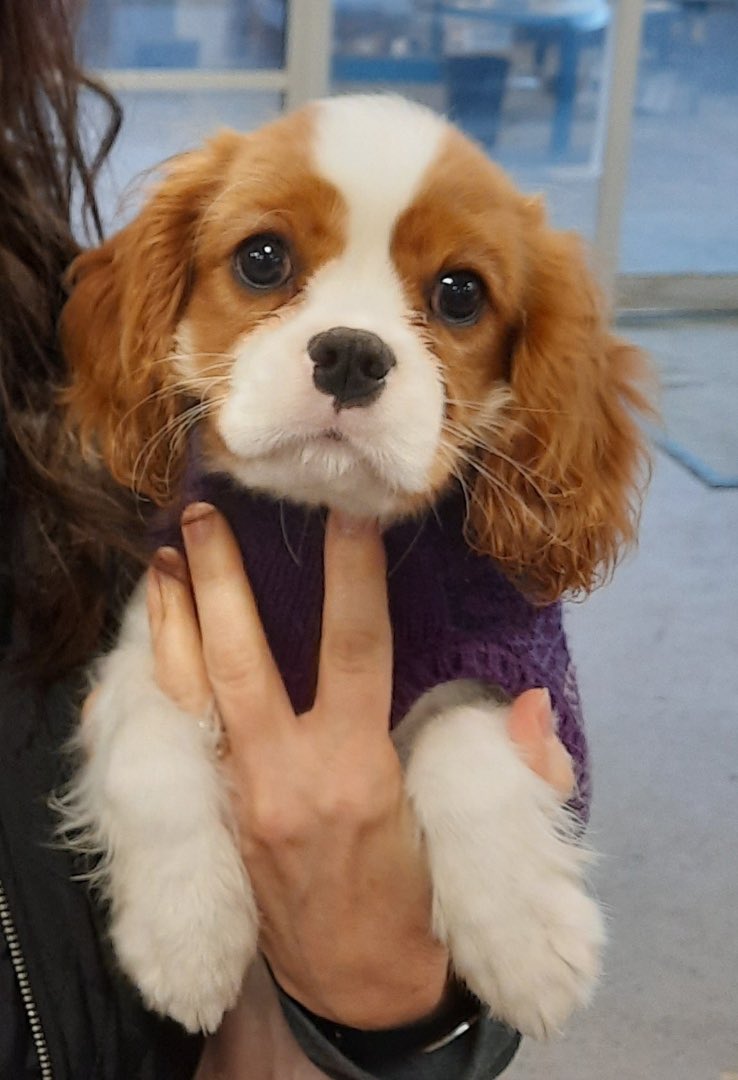 ColonelFKassad's tweet photo. @CavalierRescue I’ve got a Bella too, both of them are beautiful. https://t.co/LeZQ7Oxl7S