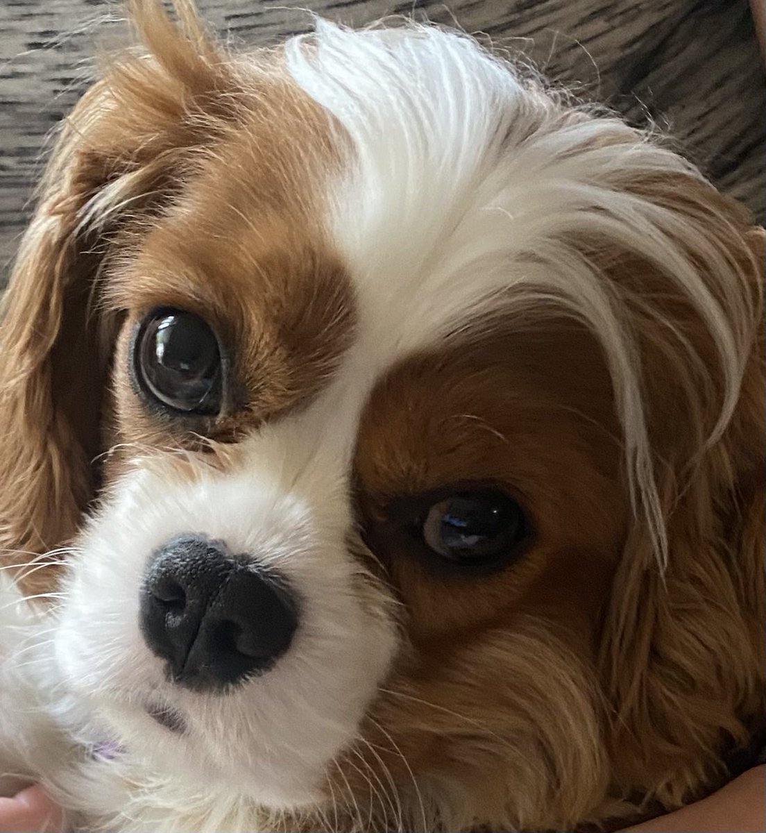 ColonelFKassad's tweet photo. @CavalierRescue I’ve got a Bella too, both of them are beautiful. https://t.co/LeZQ7Oxl7S