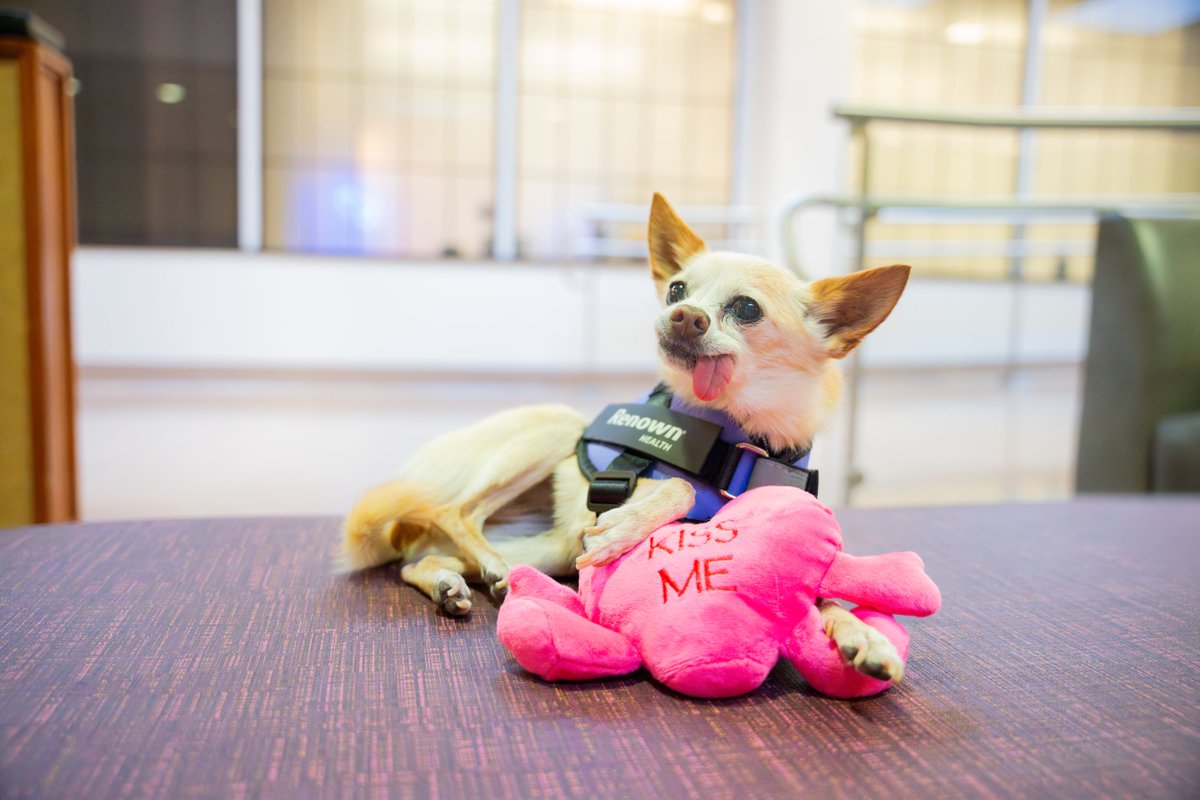 renownhealth's tweet image. Meet Lacy, our February #TherapyDogOfTheMonth, who is all ready for Valentine’s Day! Lacy is a Chihuahua who is a total cuddle bug. She loves car rides, going to the park and eating her favorite treat – bacon.

#PetTherapy