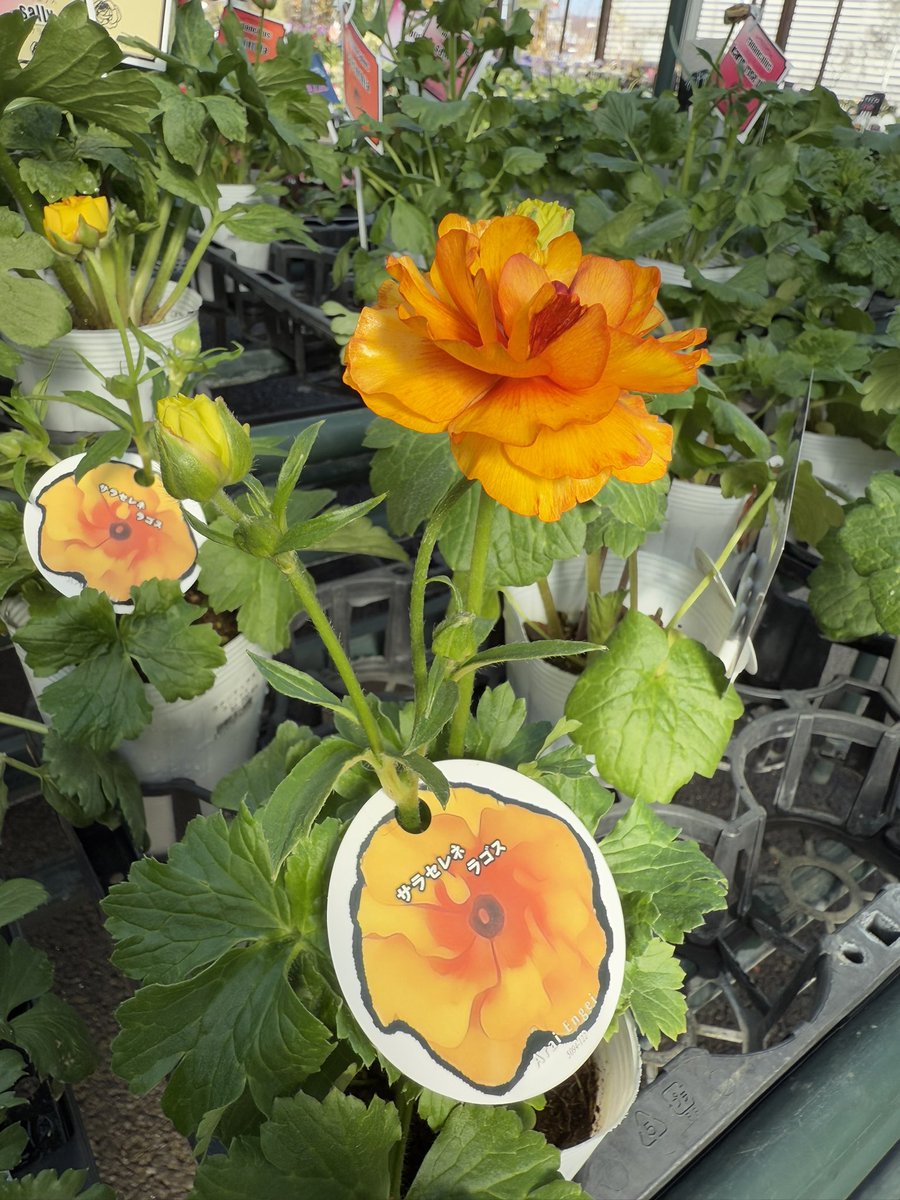 ラナンキュラス•ランドセルシリーズ】 ラックスと同じような性質の