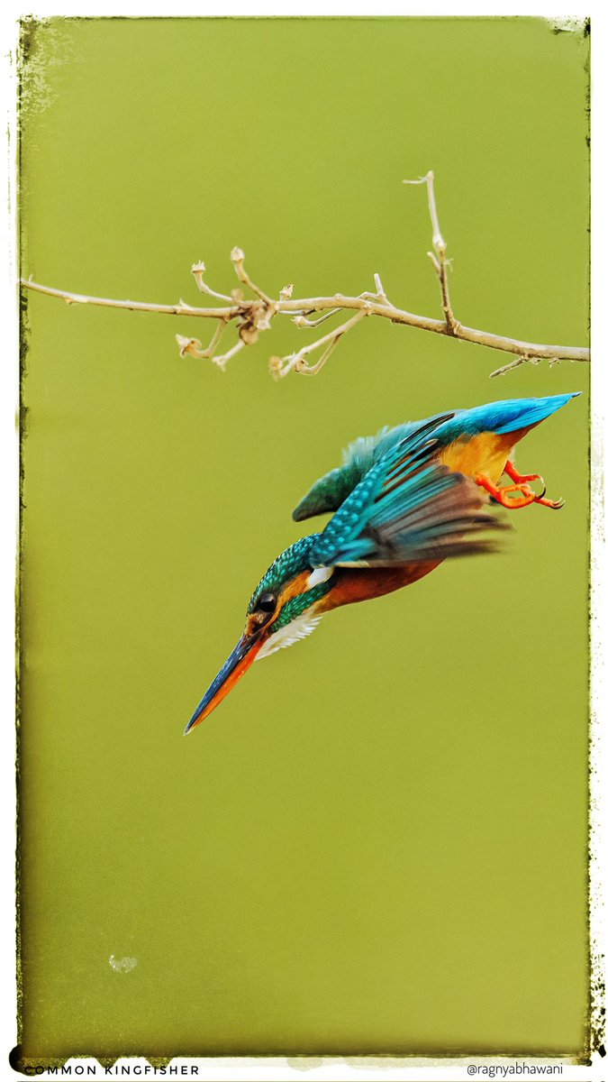 ragnyabhawani's tweet photo. Suprabhat 🙏
"Dive right in "
Common #Kingfisher
#FlyDay #WeekendVibes
@SonyAlpha
#SonyAlphaShots
#BirdsSeenIn2025 #birdwatching
#IndiAves #natgeoindia
@sanshali1 @Devahoothi @bahutbadadanda @ClimbhiKc https://t.co/wM2VJHUwvX