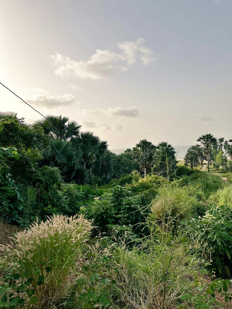 Nature of the Gambia smiling coast of West Africa 🌴🌳