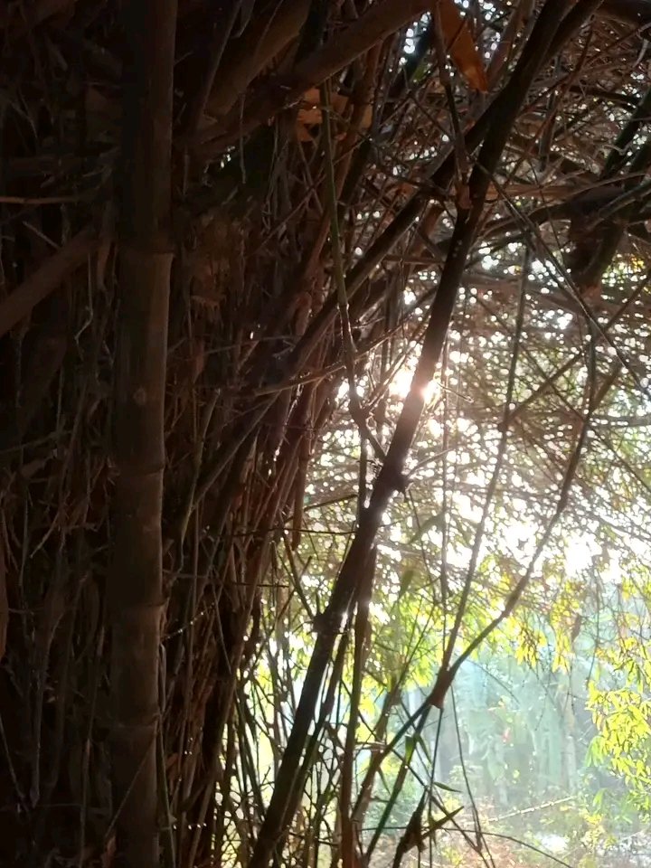 บรรยากาศสวนไผ่ยามเช้าครับ