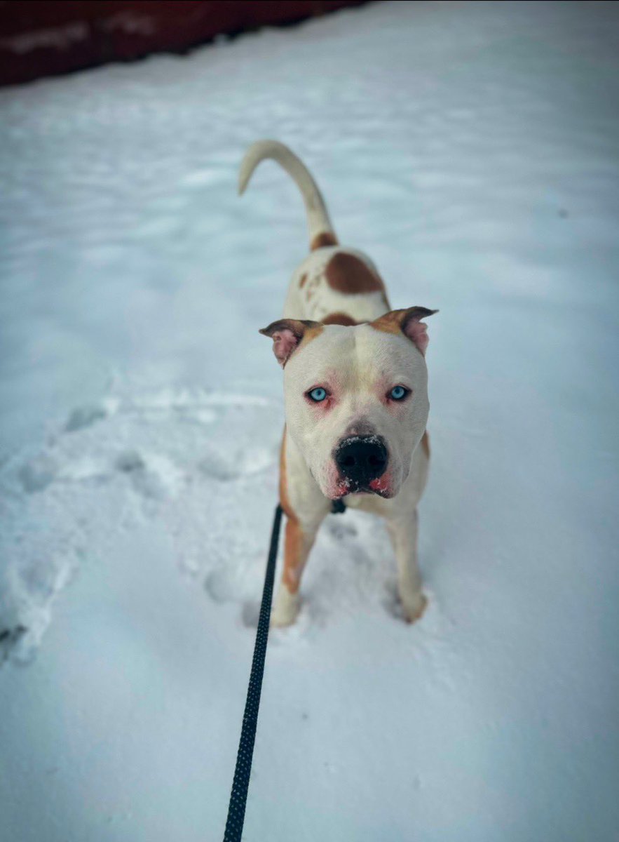 Dreamz45_'s tweet photo. @DrLupo My American bully husky mix puppy who’s full of energy. His name is Aries🫶🏼 https://t.co/7rV20i1dON