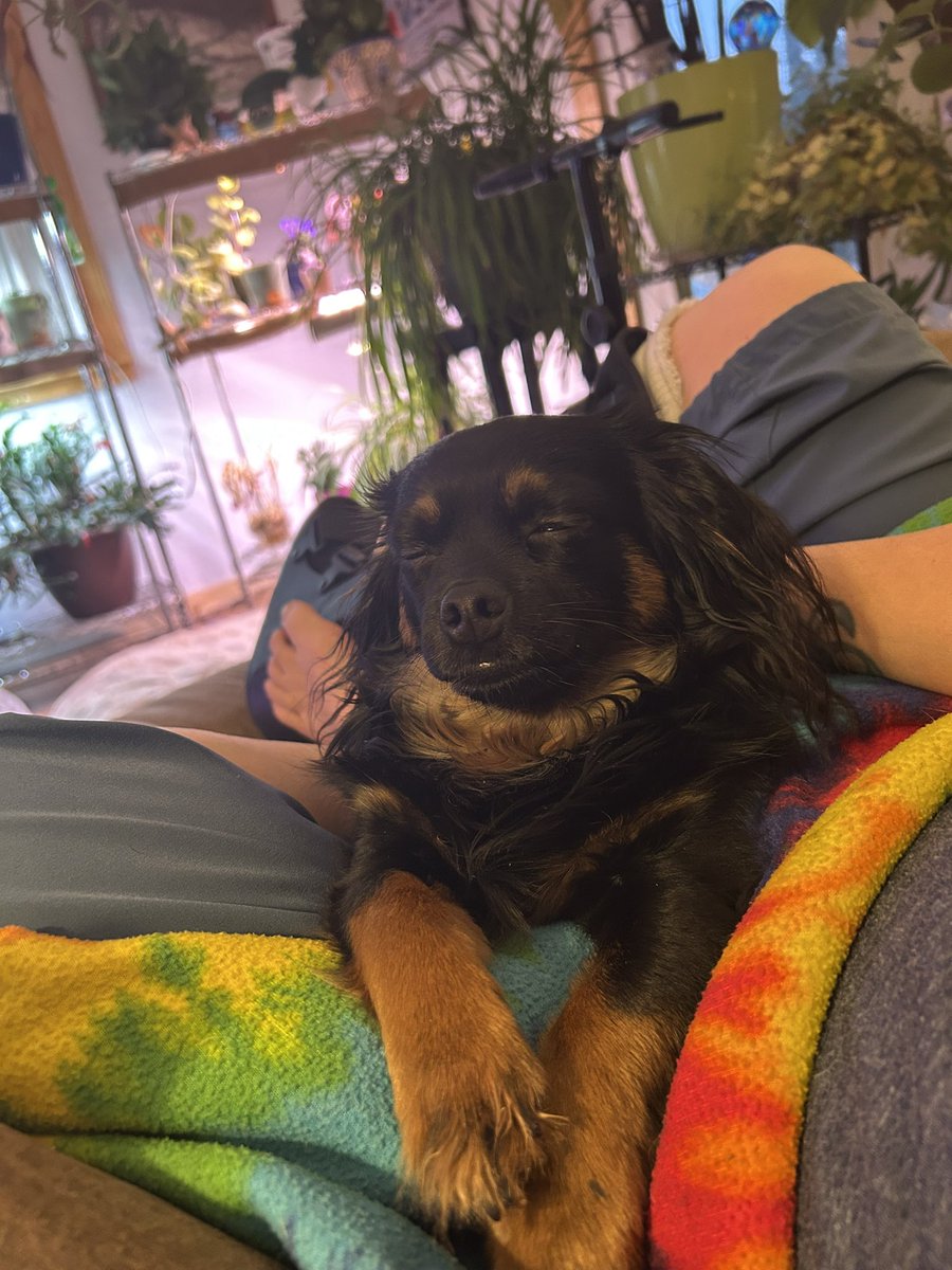 gomer2323's tweet photo. Happy. #AlaskaPets https://t.co/Gczw2BKlNE