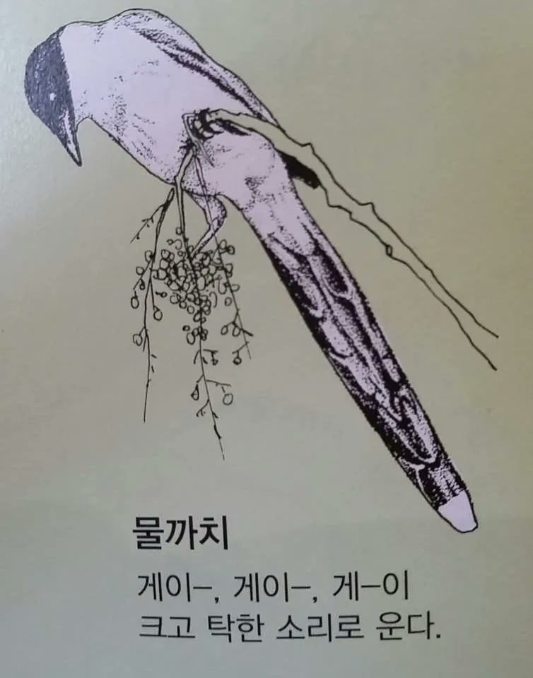 내트친들중에 물까치많은디