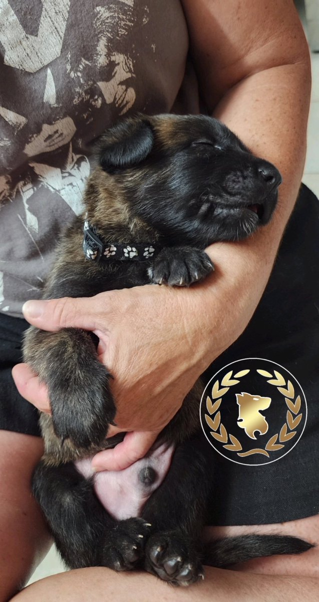 You just don't know how tough life is as a 3 week old puppy - Black Collar taking a quick nap in the middle of things 

#VirtusHouseKennelECHOLitter 
#K9SolutionsAustralia🇦🇺