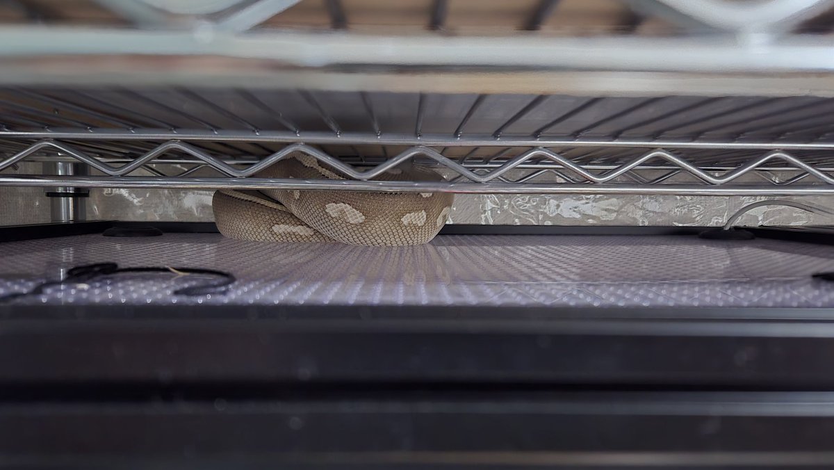 OH MY God！
やられた、めちゃくちゃ油断してたー
うろうろしてたときに扉を上に持ち上げて押したんだね
ケージの下に挟まってたからすぐ見つかって良かった(*´-`)
急いで対策したw