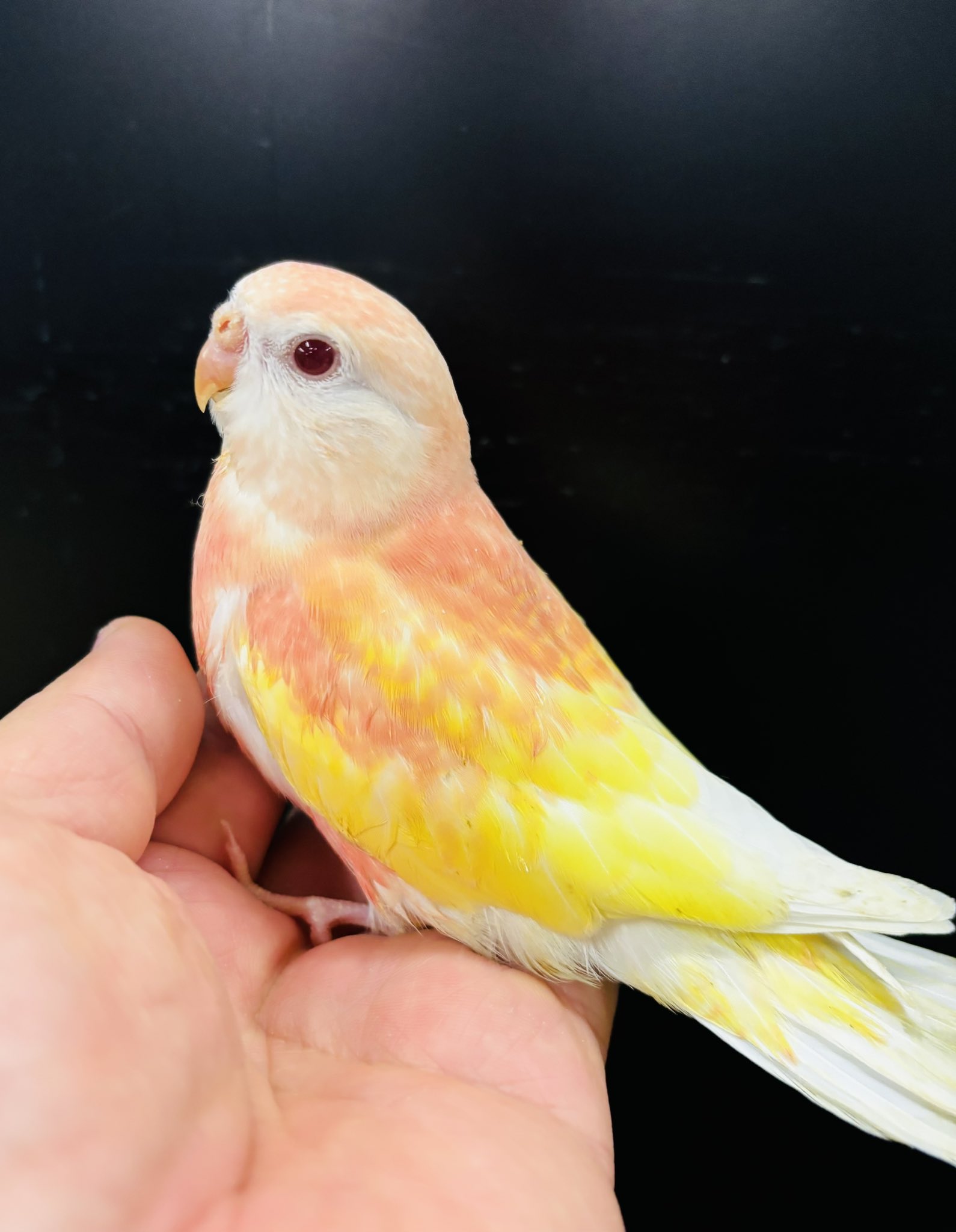 シロハラインコ　アキクサインコ（ルビノー）他 シロハラインコ アキクサインコ（ルビノー）他 シロハラインコ属