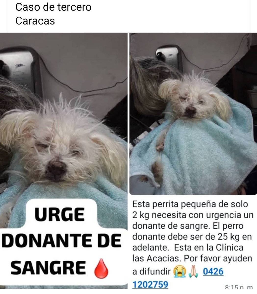 Necesita donante de sangre canino URGENTE,  Caracas
