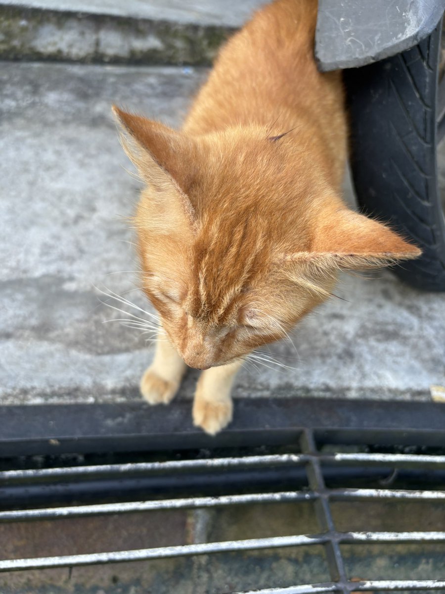 xiaomei___19's tweet photo. 管理にゃんさん以外に、管理ワンさんもいた。
お猿さんがゴミ箱を漁ると、注意しにトコトコとやってきて、まさに犬猿の仲…!とか思ったり。
#朝散歩
#ねこかわいいね
#いぬかわいいね
#おさるかわいいね
#bukitgasing https://t.co/sUHEWdVkYZ