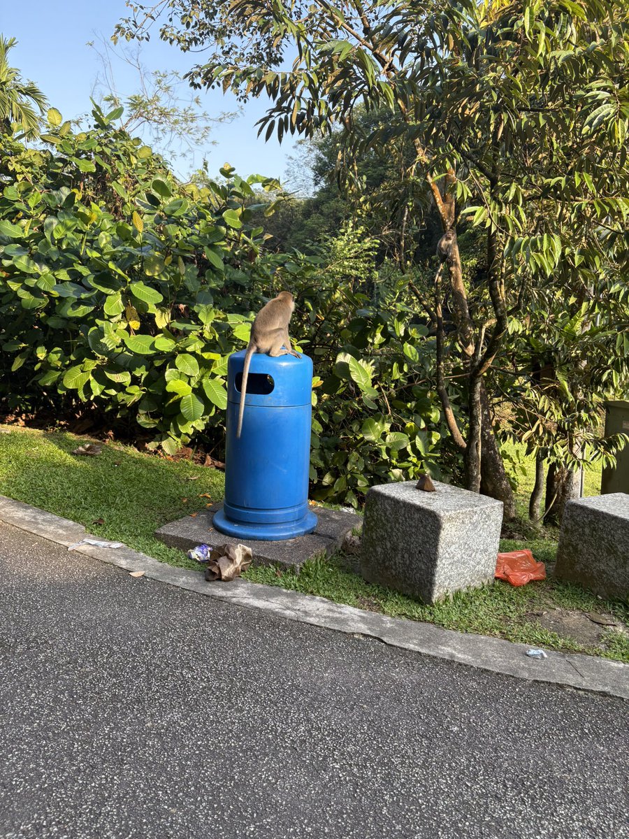 xiaomei___19's tweet photo. 管理にゃんさん以外に、管理ワンさんもいた。
お猿さんがゴミ箱を漁ると、注意しにトコトコとやってきて、まさに犬猿の仲…!とか思ったり。
#朝散歩
#ねこかわいいね
#いぬかわいいね
#おさるかわいいね
#bukitgasing https://t.co/sUHEWdVkYZ