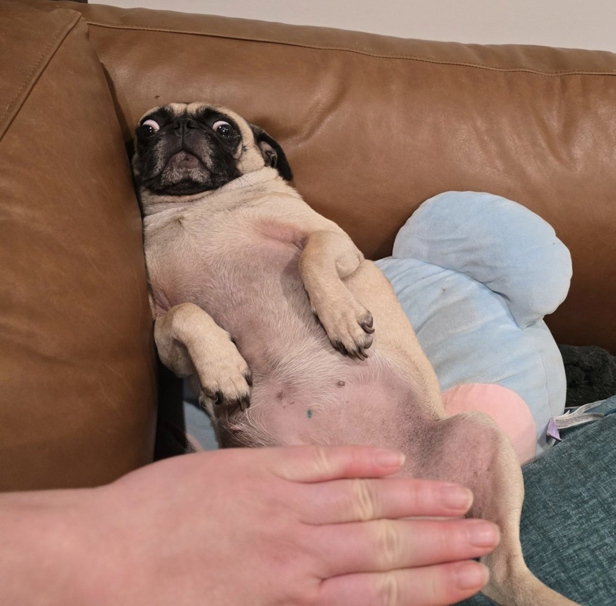 I'm trying to preserve Pika's modesty! #pikapug #pikawhopikayou