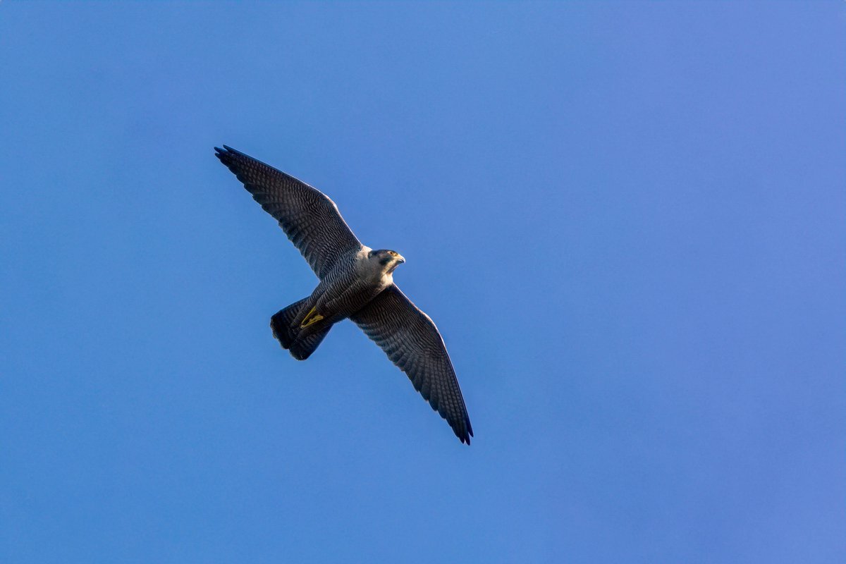 Martin Roper (@martinroper5462) on Twitter photo A pair of Peregrine Falcon's were spotted yesterday from the Trans Pennine trail at #SprotbroughFlash #Birds <a href="/YorksWildlife/">Yorkshire Wildlife Trust - follow us on Bluesky 🦋</a> wildlifeandtravel.com A pair of Peregrine Falcon's were spotted yesterday from the Trans Pennine trail at #SprotbroughFlash #Birds <a href="/YorksWildlife/">Yorkshire Wildlife Trust - follow us on Bluesky 🦋</a> wildlifeandtravel.com