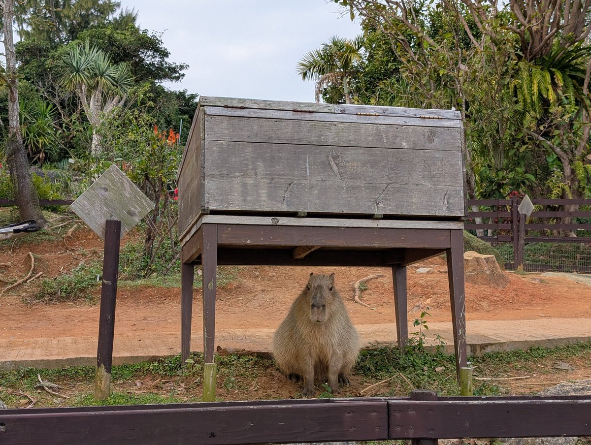 売り子さん
「お客さん、早よきんしゃい」
#東南植物楽園
#美らヤシパークオキナワ
#沖縄　#カピバラ
#カピバラ牧場