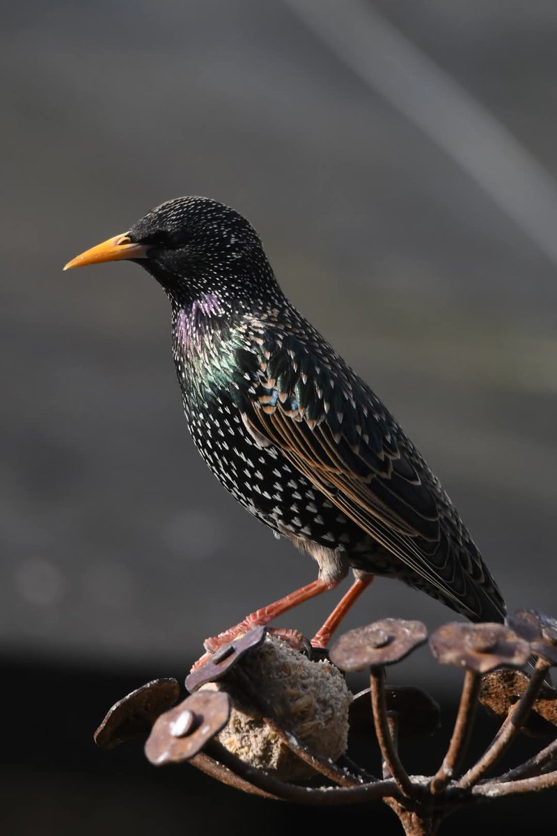 Neale Smith tweet media