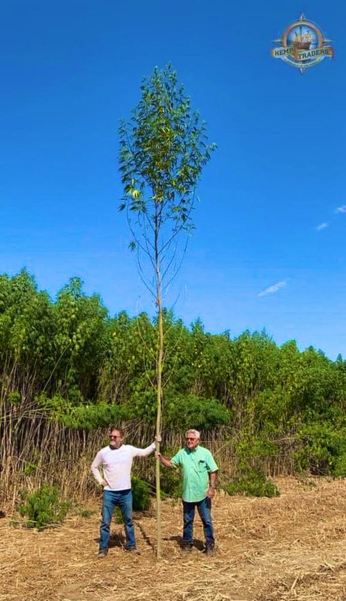 bubatz_buben's tweet photo. Cannabis Can Grow Taller Than a House 🌿🏡
Some cannabis plants, especially sativa strains, can grow over 6 meters (20 feet) tall—that’s taller than a single-story house! The record for the tallest cannabis plant ever grown is said to be around 24 feet (7.3 meters). Imagine needing a ladder just to check your buds! 🚀🌱