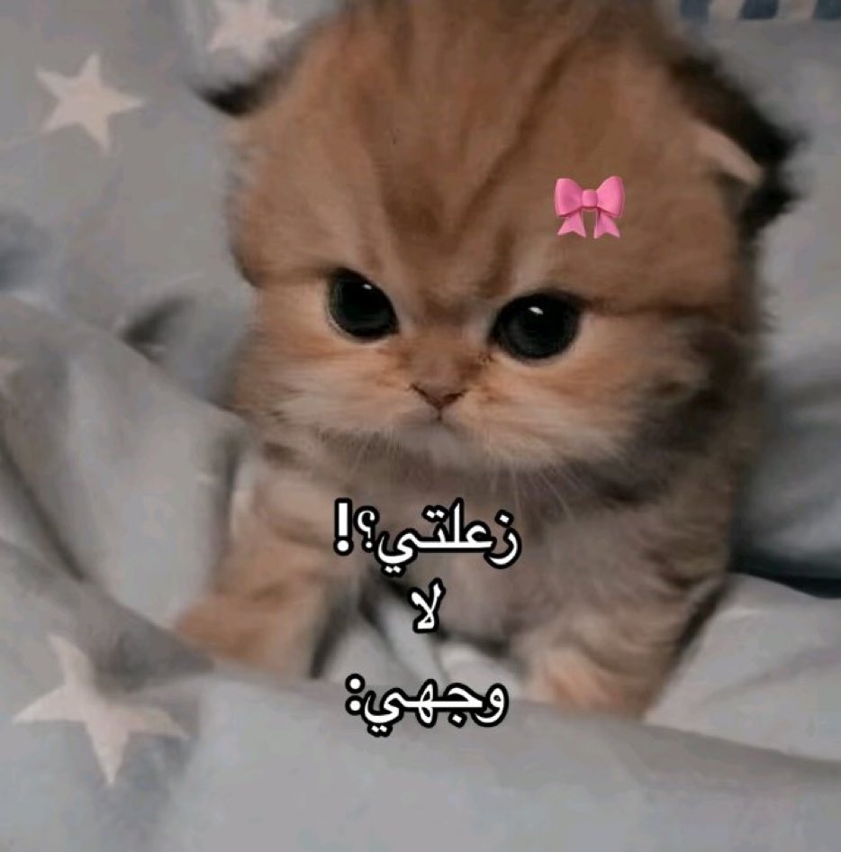 كل يوم صورة معبرة (@memesoficiial) on Twitter photo 