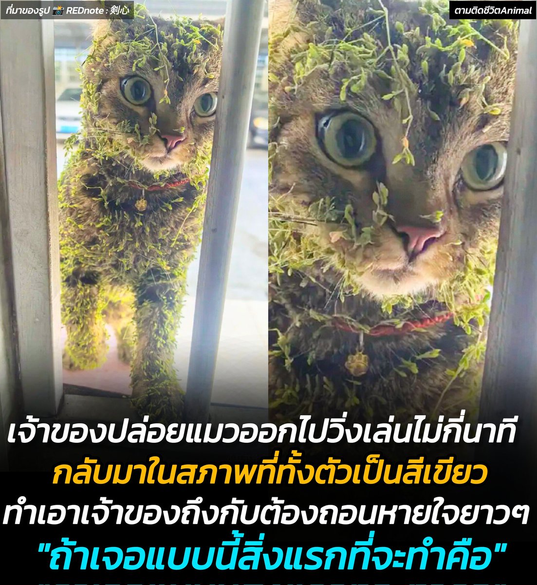 AnimalFW_TH's tweet photo. ทาสแมวหัวจะปวด ปล่อยให้แมวออกไปวิ่งเล่นไม่กี่นาที กลับมาในสภาพที่จำแทบไม่ได้ ทั้งตัวปกคลุมไปด้วยหญ้าเหนียวหนึบ โพสต์ถามชาวเน็ต "สิ่งแรกที่คุณจะทำเมื่อเจอกับเหตุการณ์นี้" ชาวเน็ตปลอบใจพร้อมกันตอบ "ก็คงต้องมาน้องแกะหญ้าออกทีละชิ้น" เอาน่า ท่องใจ ลูกกูเหมือนกู (มีรูปเพิ่มเติมของน้อง)😹😹😹
เจ้าเหมียว : เรากลับมาแล้วนุด กลับมาจากการฝึกวิชาพรางตัวไงละ 😳
อาณาจักรสัตว์โลก มีม&สาระ By ตามติดชีวิตAnimal
เจ้าของแมวรายหนึ่งโพสต์ภาพสุดช็อก หลังปล่อยน้องออกไปวิ่งเล่นเพียงไม่นาน แต่กลับมาด้วยลุคใหม่ที่จำแทบไม่ได้ ทั้งตัวเต็มไปด้วยหญ้าติดแน่น ราวกับเพิ่งผ่านการฝึกพรางตัวจากธรรมชาติ 🫠

โพสต์นี้สร้างเสียงหัวเราะให้ชาวเน็ตเพียบ หลายคนเข้ามาปลอบใจเจ้าของและเสนอวิธีแก้ไข “ใจเย็นๆ ค่อยๆ แกะออกทีละชิ้น” บ้างก็แซวว่า “น้องกำลังจะเป็นพืชไปแล้ว” 🌿🐱

ส่วนเจ้าเหมียวคงคิดว่า "มนุษย์ นี่คือแฟชั่นใหม่ นายไม่เข้าใจเอง" 😼

 ถ้าเจอแมวในสภาพนี้ สิ่งแรกที่คุณจะทำคืออะไร 🤔
เรียบเรียง 🖋️ แอดเพา
ที่มาของรูป 📸 REDnote : 剣心

#แมวพรางตัว #ทาสแมว #ภารกิจล้างหญ้า #อาณาจักรสัตว์โลก #ตามติดชีวิตAnimal