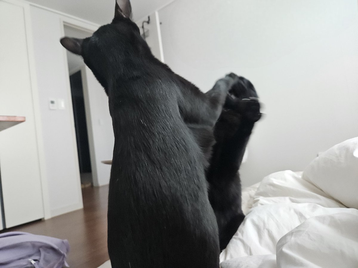 dotkavi's tweet image. 애드라..애드라 그만 싸워
(오해금지 사이좋아요.)