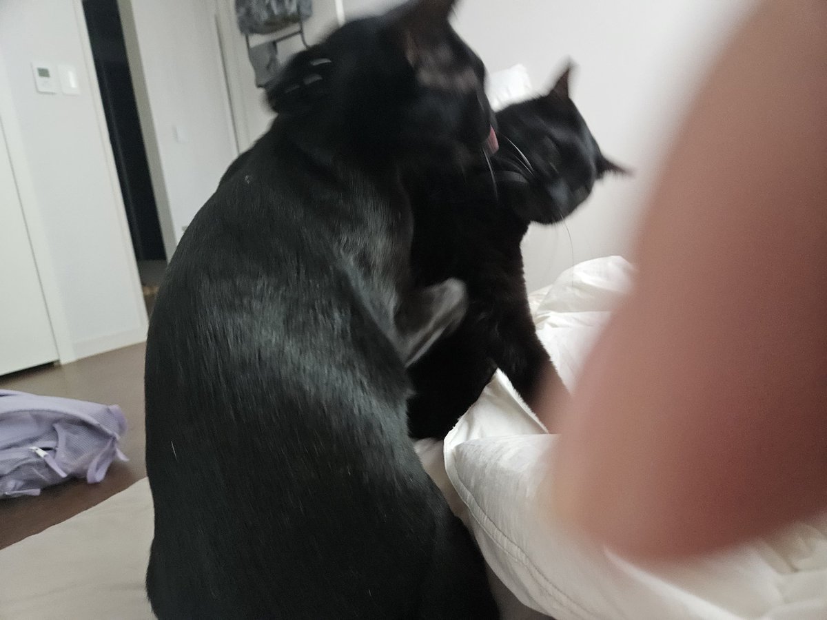 dotkavi's tweet image. 애드라..애드라 그만 싸워
(오해금지 사이좋아요.)