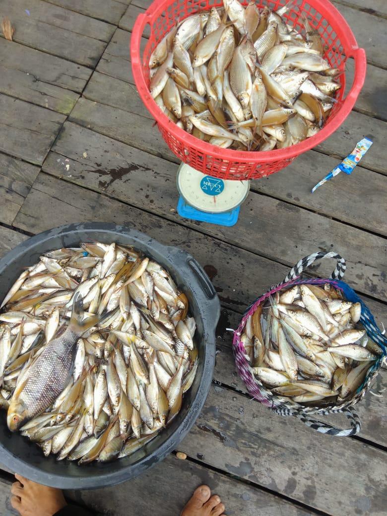 Penyu7satu's tweet photo. Jumat (3/1/2025), R Yana Perdana Kusumah, Luhkan Kab Sukamara, di KUB Makmur Bersama, Desa Pulau Nibung, Melaporkan tangkapan Ikan Ketulai, jala, Januari 2025, Sebanyak 50 kg, harga 25.000/kg.
#GiatLuhkanSatminkalGONDOL 
#Sukamara
#Tangkap https://t.co/jC0XYqXxfY
