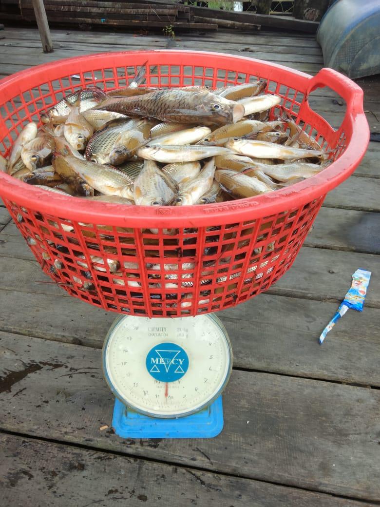 Penyu7satu's tweet photo. Jumat (3/1/2025), R Yana Perdana Kusumah, Luhkan Kab Sukamara, di KUB Makmur Bersama, Desa Pulau Nibung, Melaporkan tangkapan Ikan Ketulai, jala, Januari 2025, Sebanyak 50 kg, harga 25.000/kg.
#GiatLuhkanSatminkalGONDOL 
#Sukamara
#Tangkap https://t.co/jC0XYqXxfY