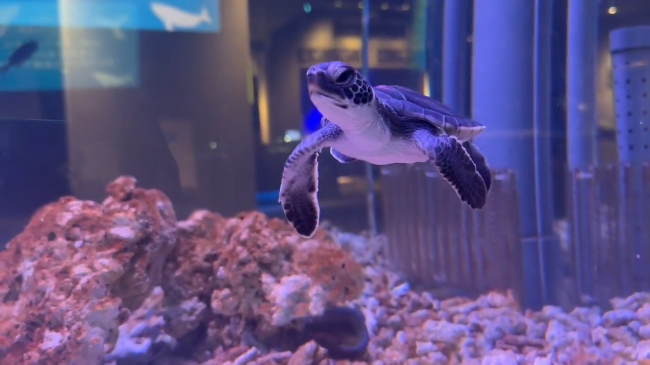 ★大人気商品★ すみだ水族館【公式】 on  X: テープ・マスキングテープ