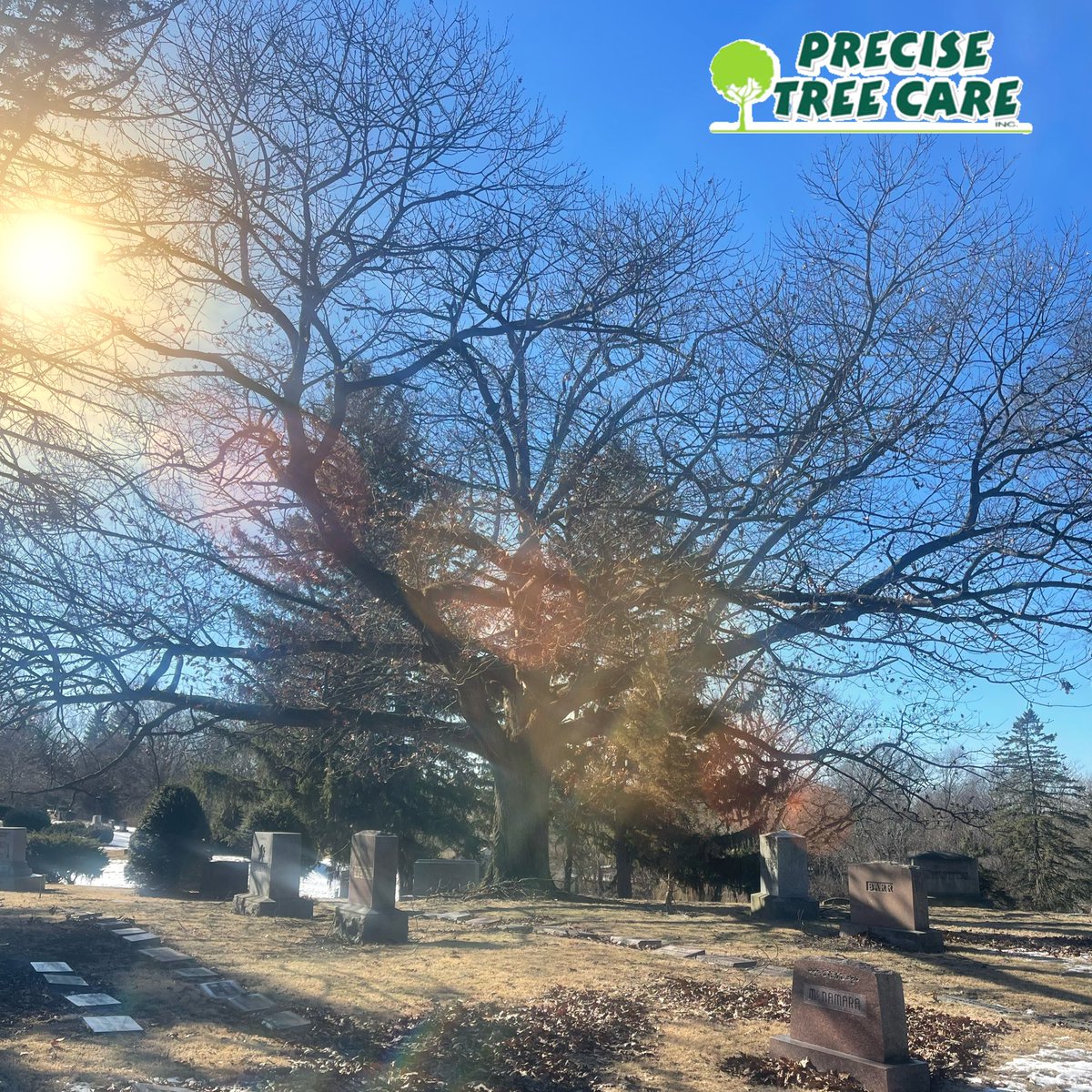 PreciseTreeCare's tweet photo. It was a beautiful day for working at Elmhurst Cemetery in Joliet earlier this week! Countdown to spring is on!  #TreeCareProfessionals #treecareindustry #TreeCare #treepros #certifiedarborists #wintertreecare #precisetreecare 🌳 ☀️ https://t.co/o6q5u0reT9