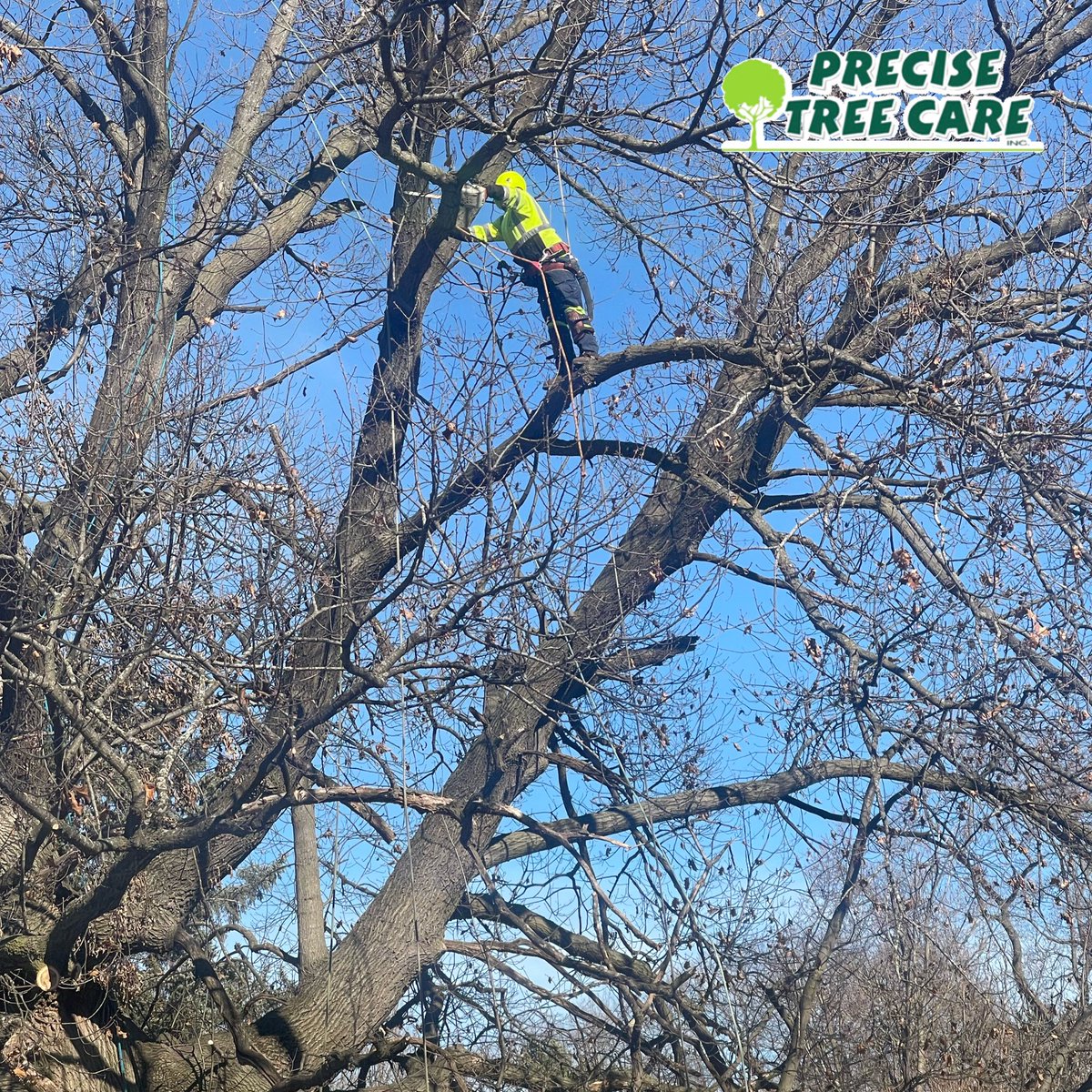 PreciseTreeCare's tweet photo. It was a beautiful day for working at Elmhurst Cemetery in Joliet earlier this week! Countdown to spring is on!  #TreeCareProfessionals #treecareindustry #TreeCare #treepros #certifiedarborists #wintertreecare #precisetreecare 🌳 ☀️ https://t.co/o6q5u0reT9