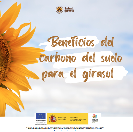 🌻 Beneficios del carbono del suelo para el girasol 🌱

✅ Suministro eficiente de nutrientes en floración.
💧 Mayor resistencia al estrés hídrico y térmico.
🛢️ Favorece un contenido óptimo de aceite en las semillas.

🌾 #Agricultura #SuelosVivos #Girasol
ow.ly/Ms3i50UPejw