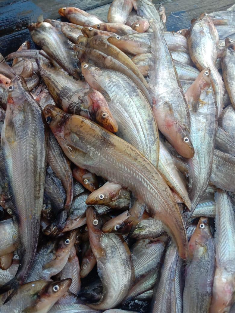 Penyu7satu's tweet photo. Selasa (7/1/2025), R Yana Perdana Kusumah, Luhkan Kab Sukamara, di KUB Bina Lumbuk Bersama, Desa Pulau Nibung, Melaporkan tangkapan Ikan Lais, Gillnet, Januari 2025, Sebanyak 11 kg, harga 40.000/kg.
#GiatLuhkanSatminkalGONDOL 
#Sukamara 
#Tangkap https://t.co/11OkQvQeya