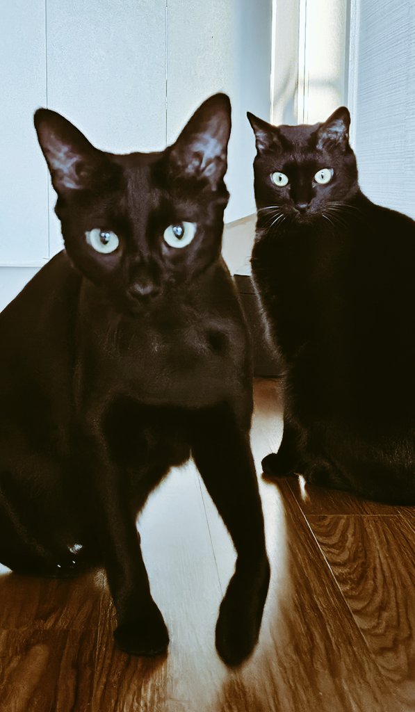 dotkavi's tweet image. 옛날 영화포스터