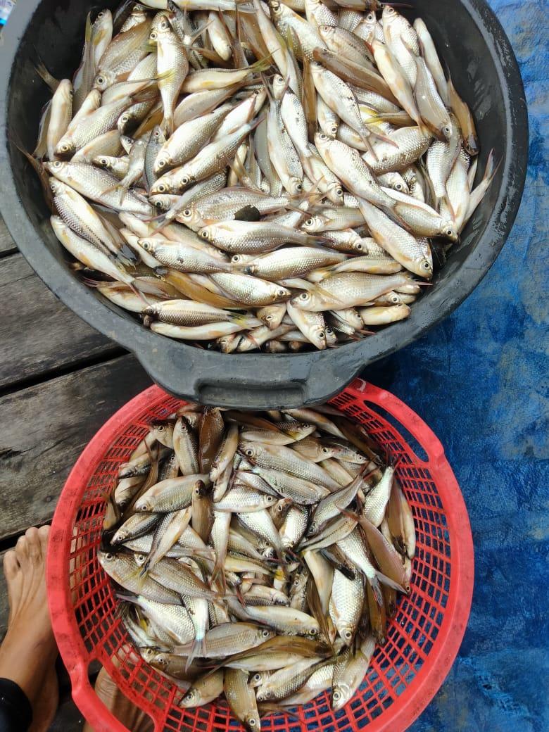 Penyu7satu's tweet photo. Selasa (21/1/2025), R Yana Perdana Kusumah, Luhkan Kab Sukamara, di KUB Nibung Makmur Bersama, Desa Pulau Nibung, Melaporkan tangkapan Ikan Ketulai, Jala, Januari 2025, Sebanyak 25 kg, harga 25.000/kg.
#GiatLuhkanSatminkalGONDOL
#Sukamara 
#Tangkap https://t.co/xPcCO9BhOo