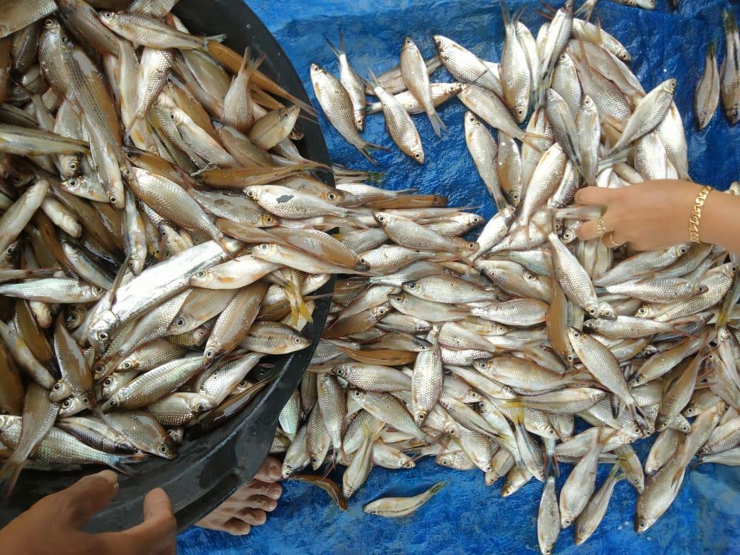 Penyu7satu's tweet photo. Selasa (21/1/2025), R Yana Perdana Kusumah, Luhkan Kab Sukamara, di KUB Nibung Makmur Bersama, Desa Pulau Nibung, Melaporkan tangkapan Ikan Ketulai, Jala, Januari 2025, Sebanyak 25 kg, harga 25.000/kg.
#GiatLuhkanSatminkalGONDOL
#Sukamara 
#Tangkap https://t.co/xPcCO9BhOo