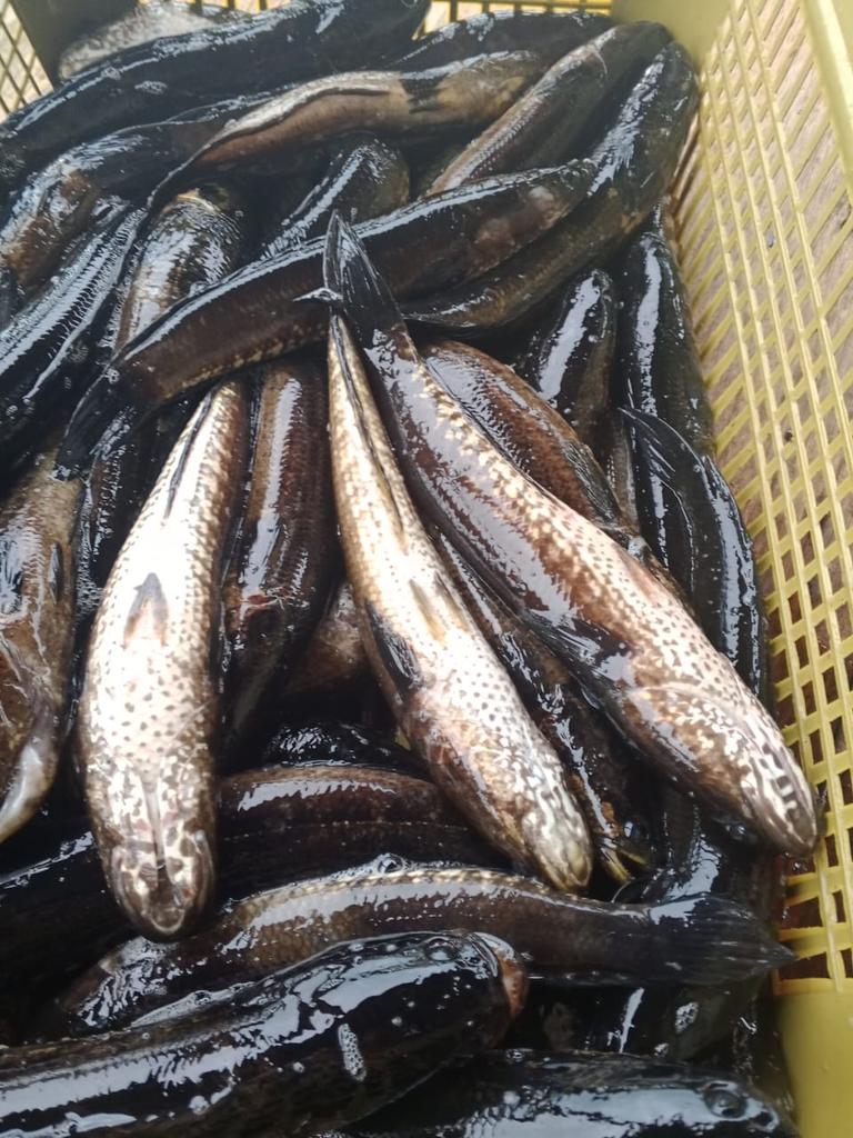 Penyu7satu's tweet photo. Rabu (15/1/2025), R Yana Perdana Kusumah,  Luhkan Kab Sukamara, di KUB Sehati kita Bersama, Desa Pulau Nibung, Melaporkan tangkapan Ikan Gabus, Rawai, Januari 2025, Sebanyak 8 kg, harga 35.000/kg.
#GiatLuhkanSatminkalGONDOL 
#Sukamara
#Tangkap https://t.co/QspwmCSO9Y