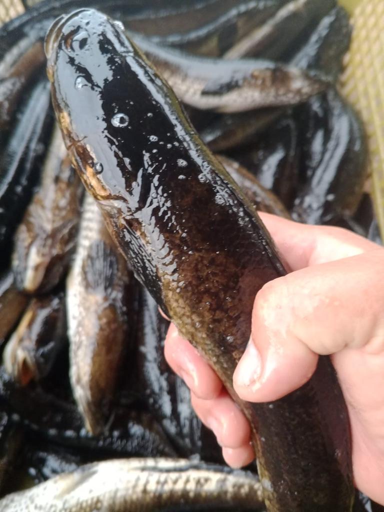 Penyu7satu's tweet photo. Rabu (15/1/2025), R Yana Perdana Kusumah,  Luhkan Kab Sukamara, di KUB Sehati kita Bersama, Desa Pulau Nibung, Melaporkan tangkapan Ikan Gabus, Rawai, Januari 2025, Sebanyak 8 kg, harga 35.000/kg.
#GiatLuhkanSatminkalGONDOL 
#Sukamara
#Tangkap https://t.co/QspwmCSO9Y